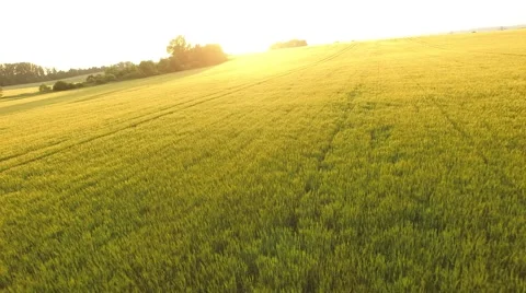 Flight over the wheat field in sunset Stock Footage 64054588