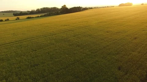 Flight over the wheat field in sunset Stock Footage 64054614
