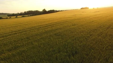 Flight over the wheat field in sunset Stock Footage 64054627