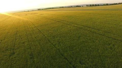 Flight over the wheat field in sunset Stock Footage 64054632