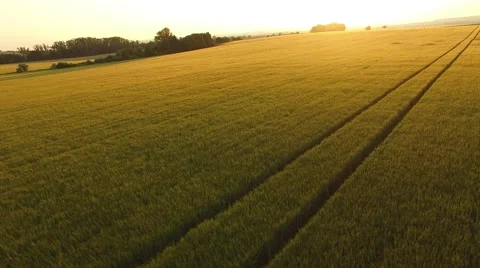 Flight over the wheat field in sunset Stock Footage 64054674
