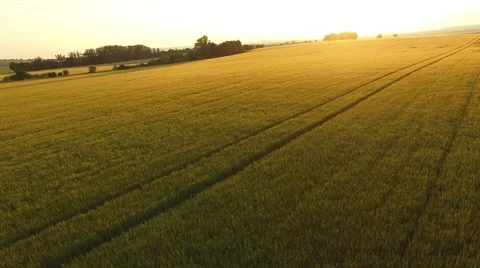 Flight over the wheat field in sunset Stock Footage 64054707