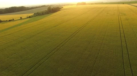 Flight over the wheat field in sunset Stock Footage 64054722