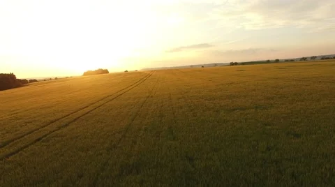 Flight over the wheat field in sunset Stock Footage 64054763