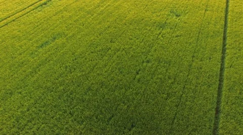 Flight over the wheat field in sunset Stock Footage 64054807