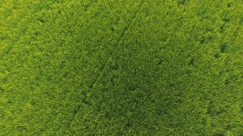 Flight over the wheat field in sunset Stock Footage 64054814