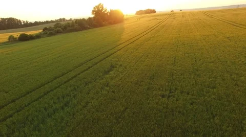 Flight over the wheat field in sunset Stock Footage 64054827