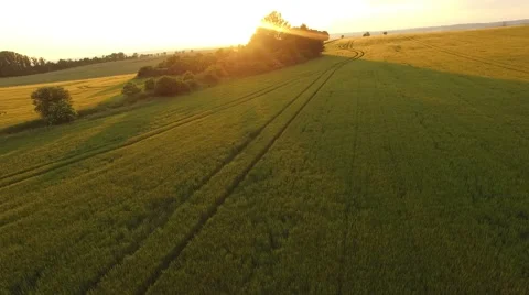 Flight over the wheat field in sunset Stock Footage 64054832