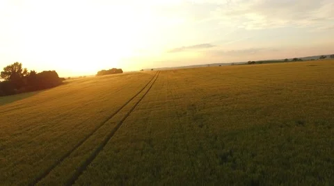 Flight over the wheat field in sunset Stock Footage 64054848