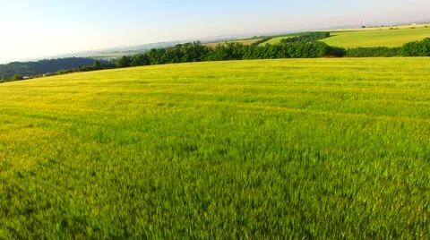 Flight over the wheat field in sunset Stock Footage 64463085