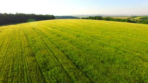 Flight over the wheat field in sunset Stock Footage 64463087