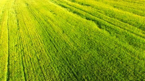 Flight over the wheat field in sunset Stock Footage 64463120