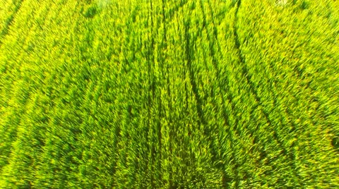 Flight over the wheat field in sunset Stock Footage 64463464