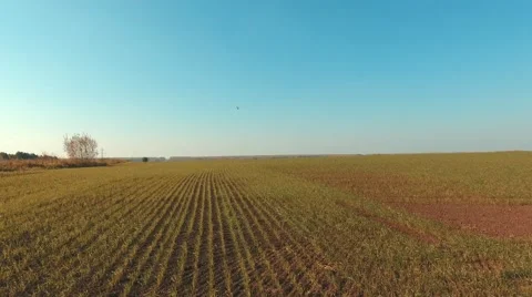 Flight over the wheat field in sunset. Harvesting. Autumn field 스톡 동영상 68373895