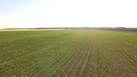Flight over the wheat field in sunset Stock Footage 76631782