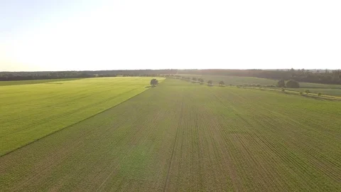 Flight over the wheat field in sunset Stock Footage 76631857