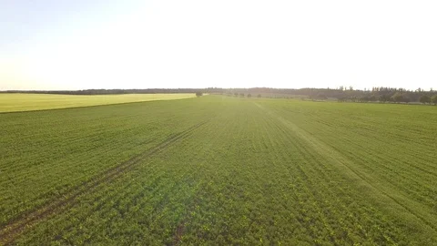 Flight over the wheat field in sunset Stock Footage 76631892