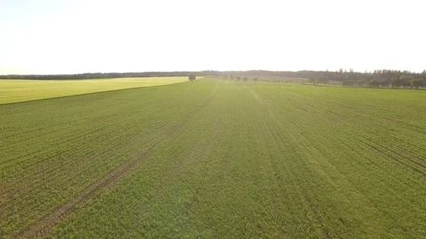 Flight over the wheat field in sunset Stock Footage 76632000