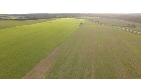 Flight over the wheat field in sunset Stock Footage 76632097