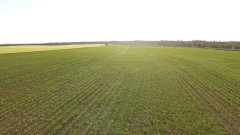 Flight over the wheat field in sunset Stock Footage 76632153