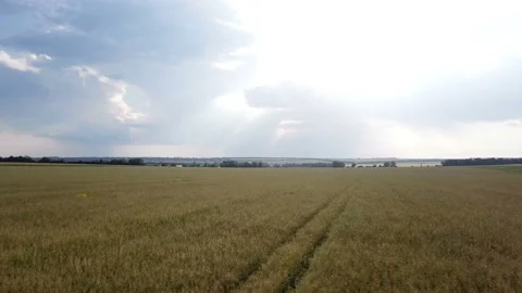 Flight over the wheat field at sunset Video stock 91708958