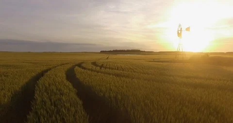 Flight over wheat field at sunset 2 動画素材 116181632