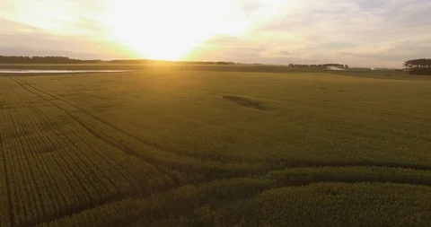 Flight over wheat field at sunset 5 動画素材 116181702