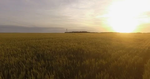 Flight over wheat field at sunset 1 動画素材 116182376