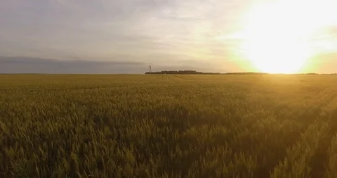 Flight over wheat field at sunset 動画素材 116182868