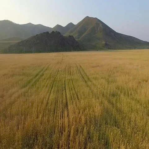 Flight over wheat field towards mountains Stock Footage 69495975