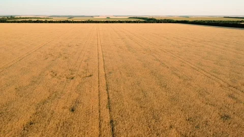 Flight over a wheat field. View from above. Harvesting ripe wheat. Vidéo 123222827