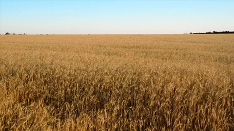 Flight over a wheat field. View from above. Harvesting ripe wheat. Stock Footage 123223023