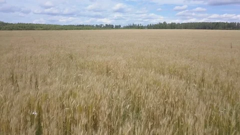 Flight over wheat harvest on windy cloudy day Stock Footage 78739269