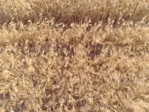 Flight over wheat or rye field aerial top view 4k video. Harvest farm landscape Stock Footage 83929566