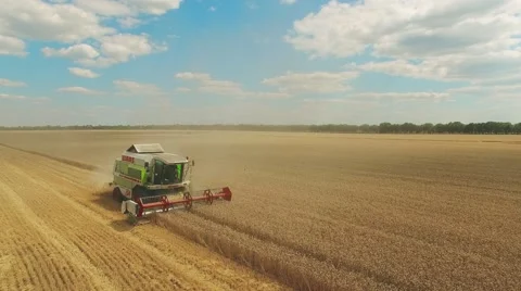 Flight over wheat rye field, harvester aerial 4k video. Rural combine crop grain Stock Footage
