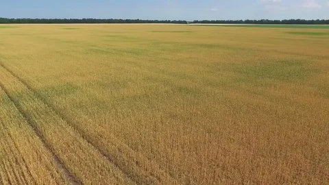 Flight over wheat rye field aerial view full HD video. Harvest farm landscape Stock Footage 85178343