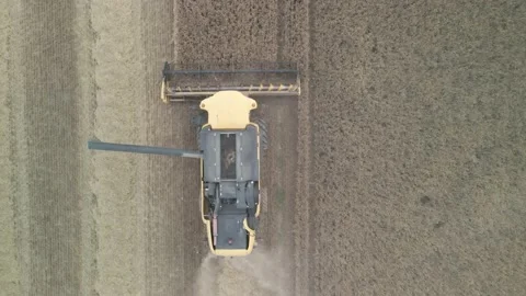 Flight Over Wheat Rye Field, Harvester Aerial 4K Video. Rural Combine Crop Grain Stock Footage 212401968