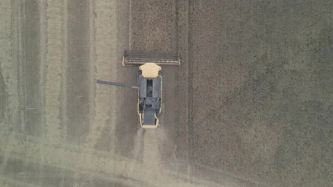 Flight Over Wheat Rye Field, Harvester Aerial 4K Video. Rural Combine Crop Grain Stock Footage 212402082