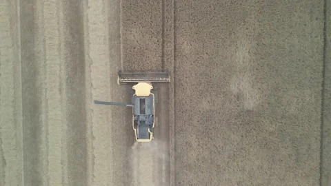Flight Over Wheat Rye Field, Harvester Aerial 4K Video. Rural Combine Crop Grain Stock Footage 212402574