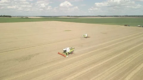Flight Over Wheat Rye Field, Harvester Aerial 4K Video. Rural Combine Crop Grain Stock Footage 212403908