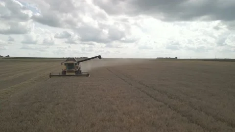 Flight Over Wheat Rye Field, Harvester Aerial 4K Video. Rural Combine Crop Grain Stock Footage 212404135