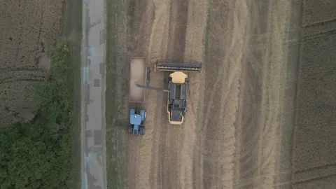 Flight Over Wheat Rye Field, Harvester Aerial 4K Video. Rural Combine Crop Grain Stock Footage 212404270
