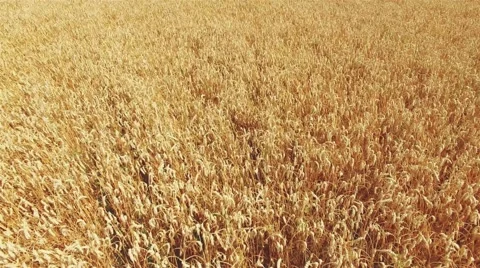 Flight over wheat spikes rye field. Harvest agriculture farm rural 4k video Stock Footage 67316236