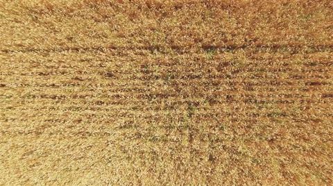 Flight over wheat spikes rye field. Harvest agriculture farm rural top 4k video Stock Footage 67316378