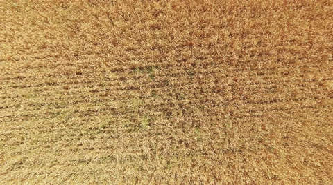 Flight up over wheat spikes rye field. Harvest agriculture aerial top 4k video Stock Footage 67316686