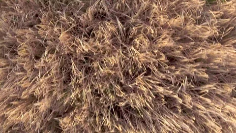 Flight over wheat spikes rye field, top view . Stock Footage 89354710