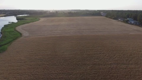 Flight over wheat spikes rye field, top view . Video stock 89355227