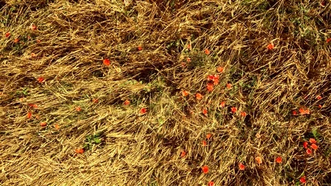 Flight Up Over Wheat Spikes Rye Field. Harvest Agriculture Aerial Top 4K Video Stock Footage 91208051