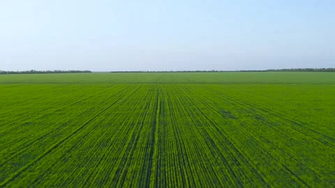 Flight over wheat sprouts field. Countryside. Stock Footage 130945781
