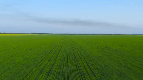 Flight over wheat sprouts near the rapeseed field. Countryside. Stock Footage 130946730